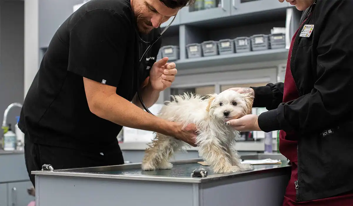 Veterinarian happily playing with a puppy