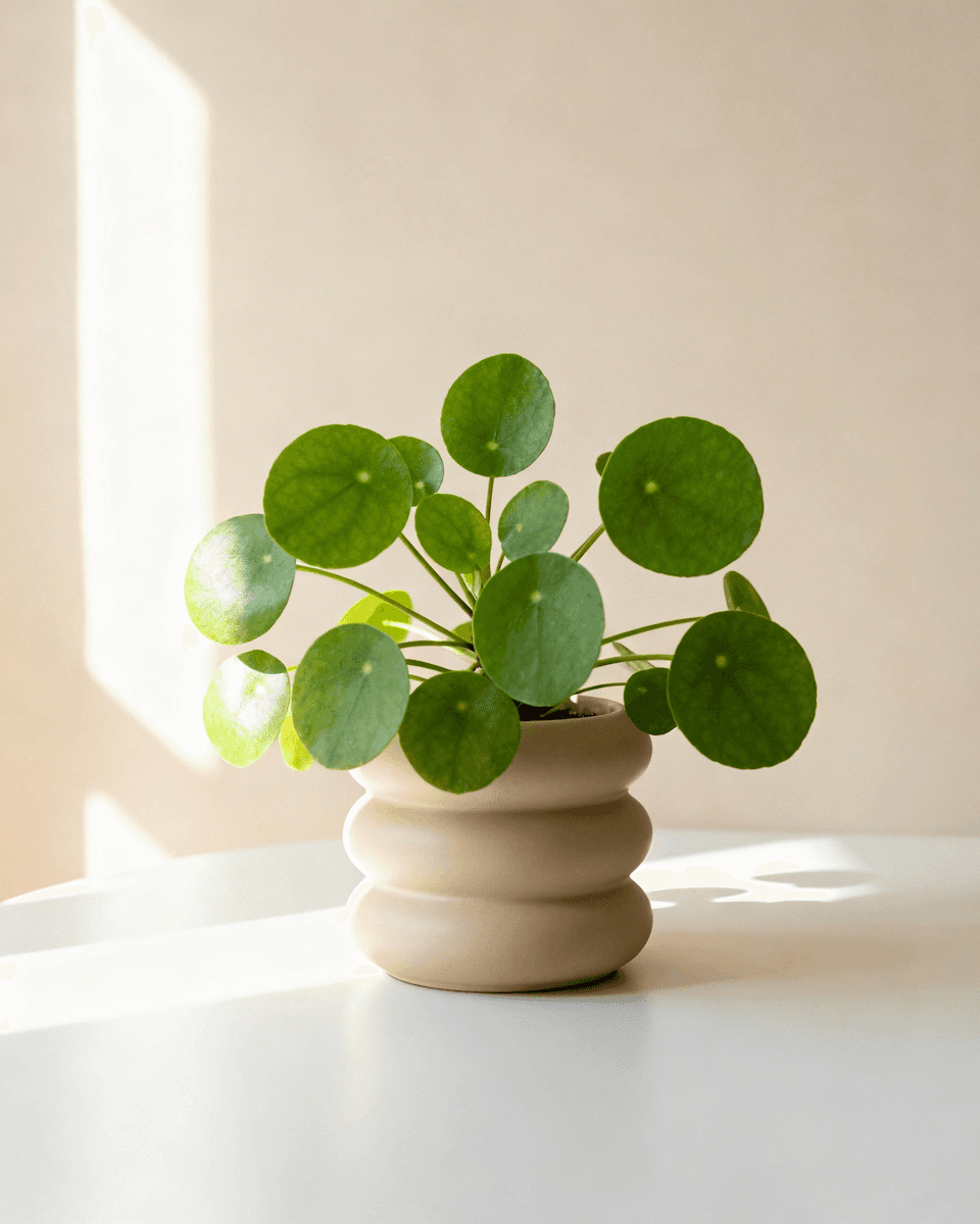 plant in ceramic pot