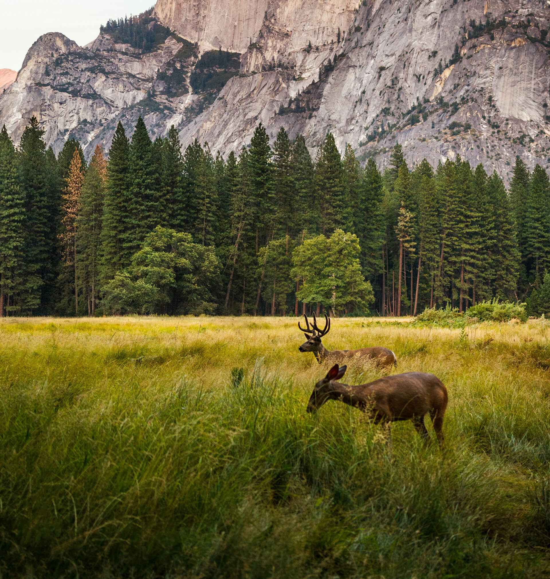Two deer graze in a golden meadow with Half Dome, the iconic granite peak of Yosemite National Park, towering in the background. Pine trees line the base of the mountain, and warm evening light touches the top of the rock formation, adding a serene glow to the natural landscape.