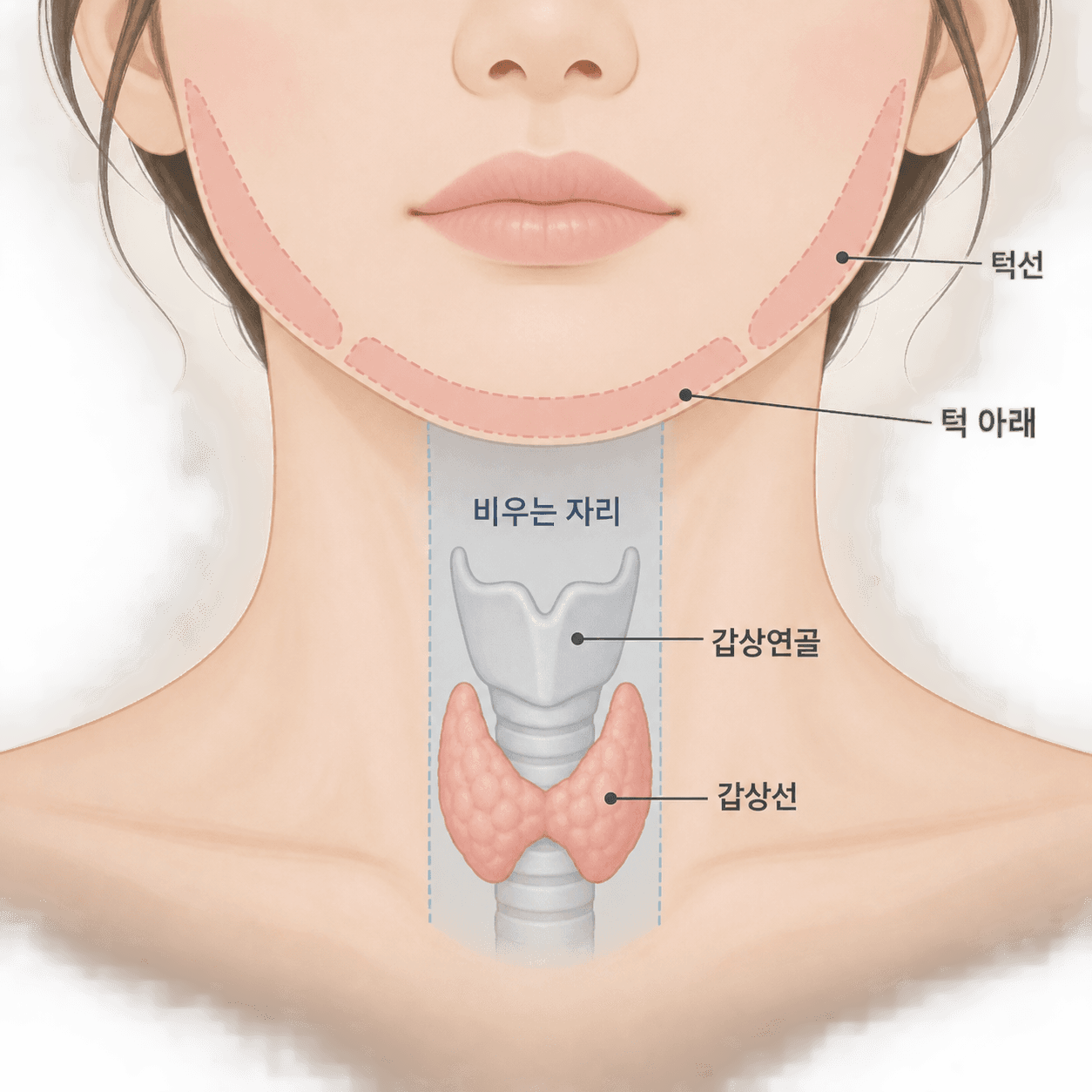 볼과 턱선은 갑상선에서 멀고, 목 앞 가운데 띠에 갑상연골과 갑상선이 모여 있어요