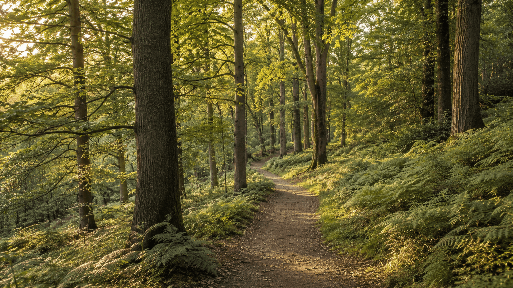Sunlit woodland path winding through trees and ferns.