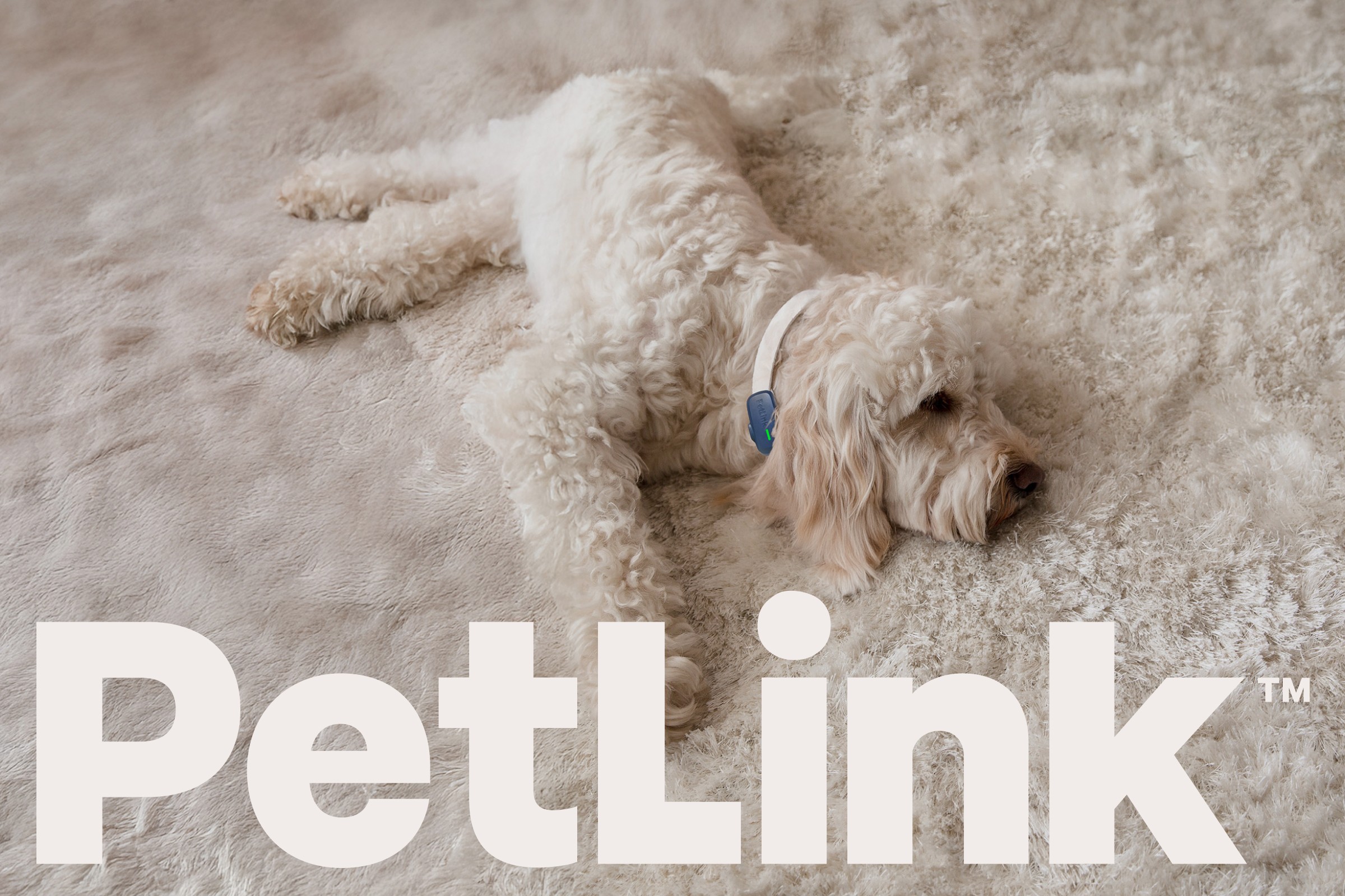 PetLink logo over a background image of a fluffy dog
