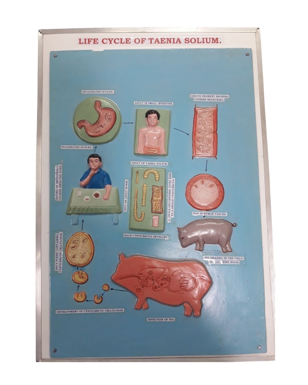 Life Cycle Of Taenia Solium