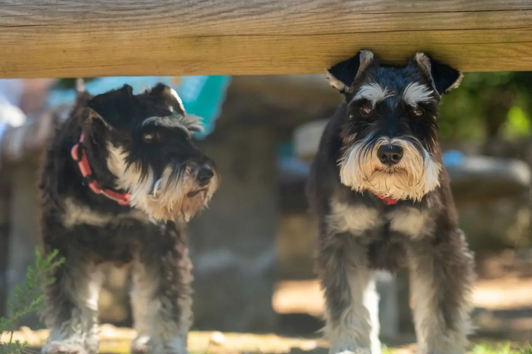Two Miniature Schnauzers are walking along and passing a wooden bench.
