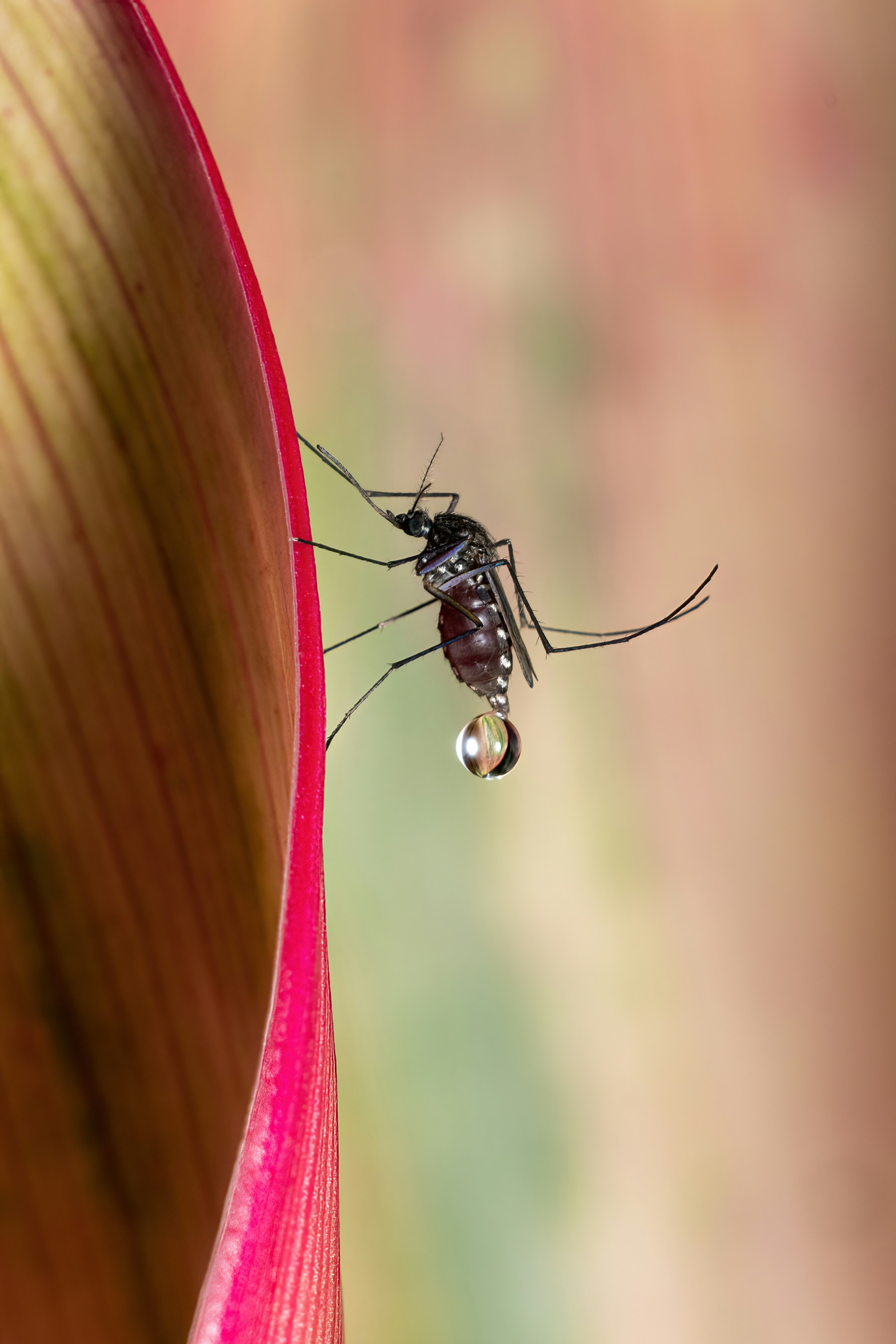 Soluciones a picaduras de cualquier insecto en Mutilva