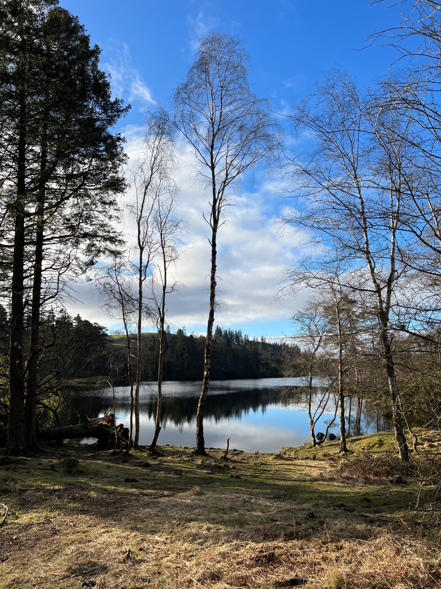 Tall trees with no leaves around the edge of Tarn Hows.