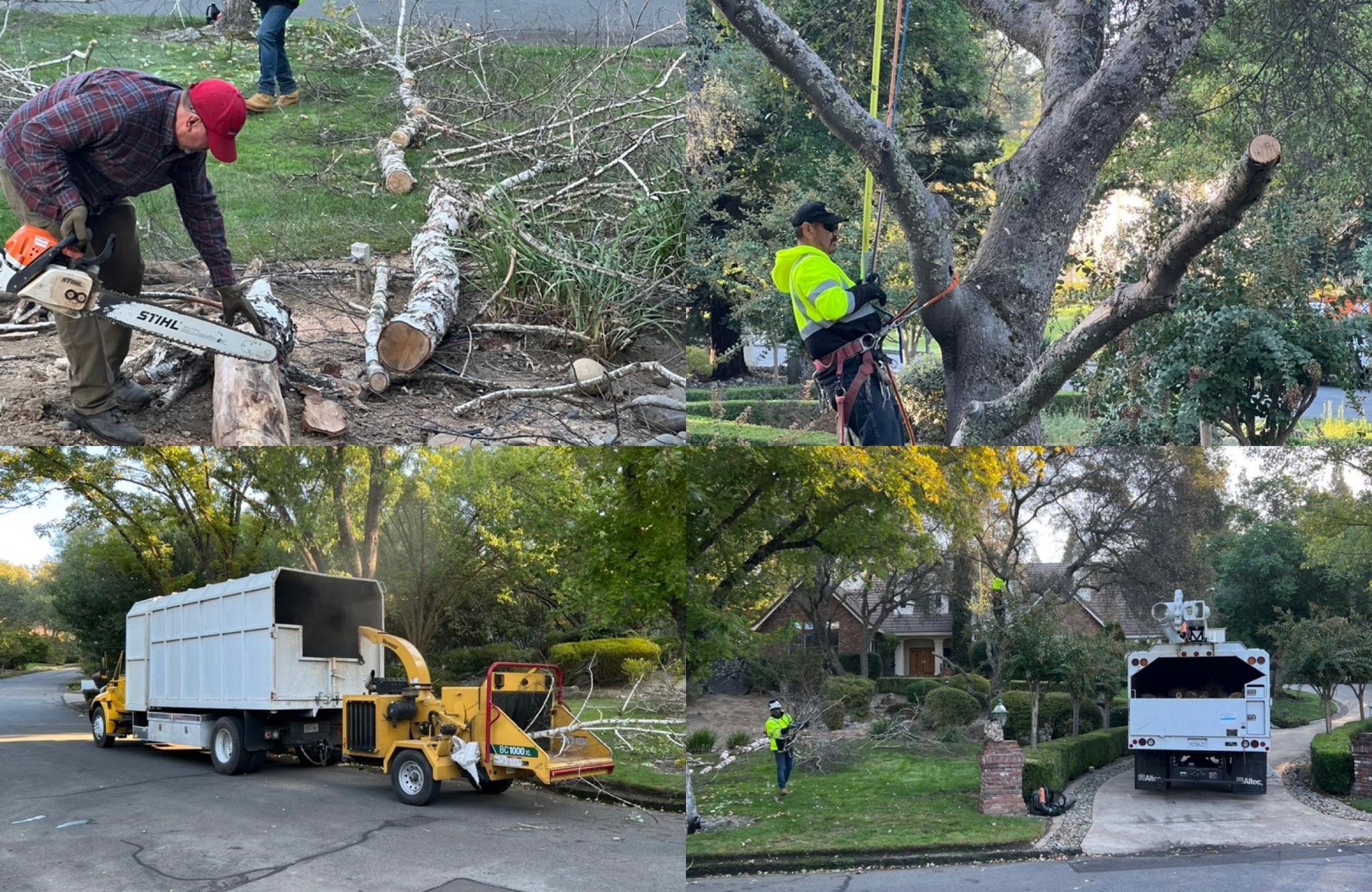 Chopped down an old tree.