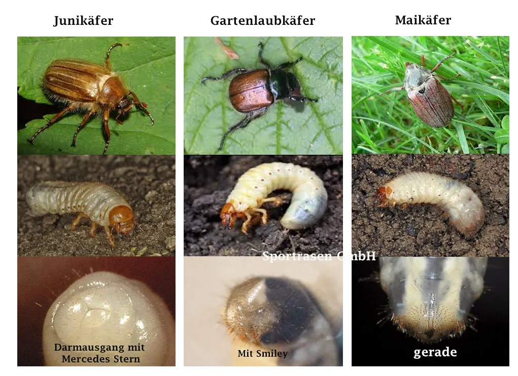 Junikäfer (Amphimallon solstitiale)