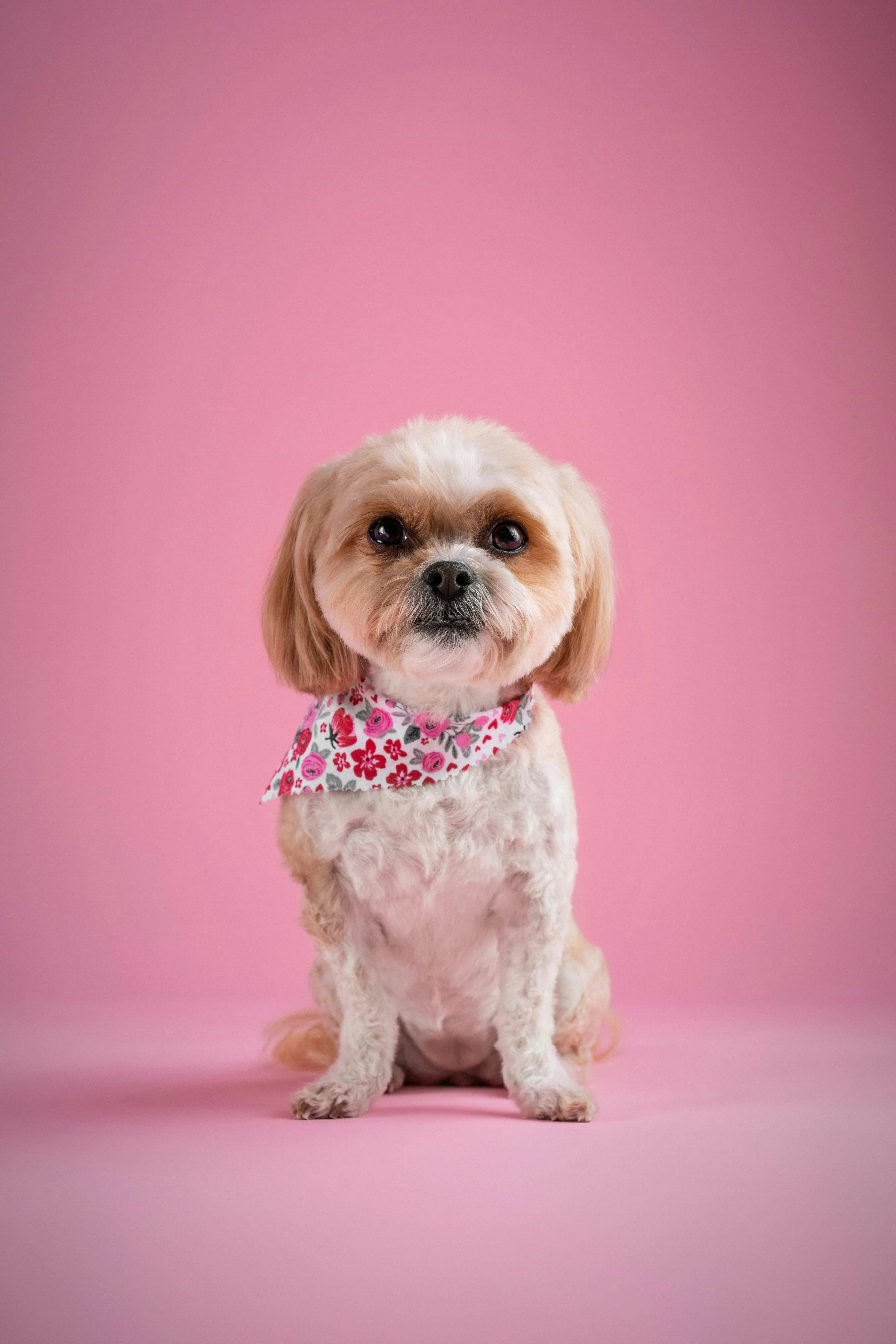 happy puppy portrait