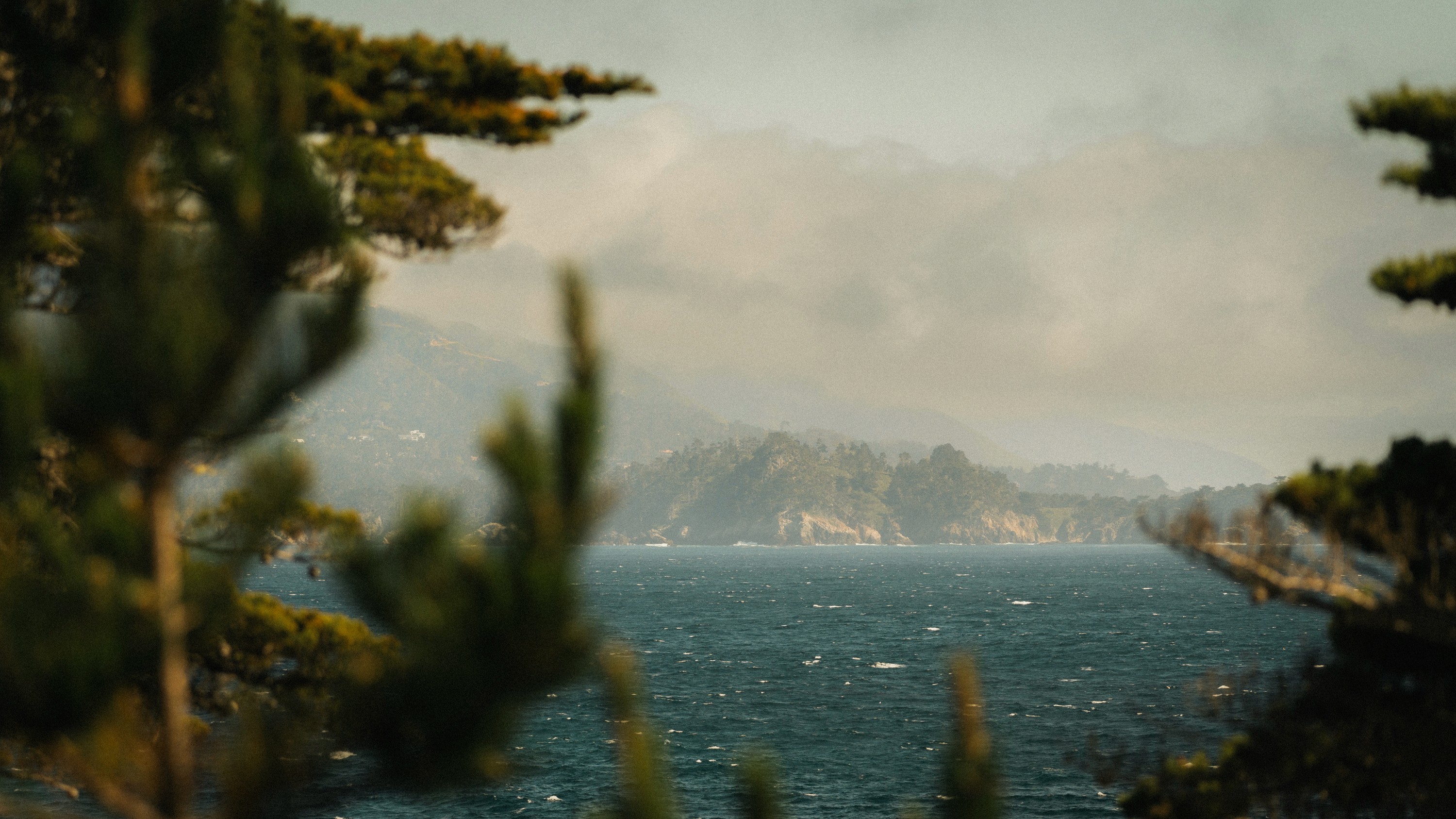 Saguaro cacti profiled by the setting sun
