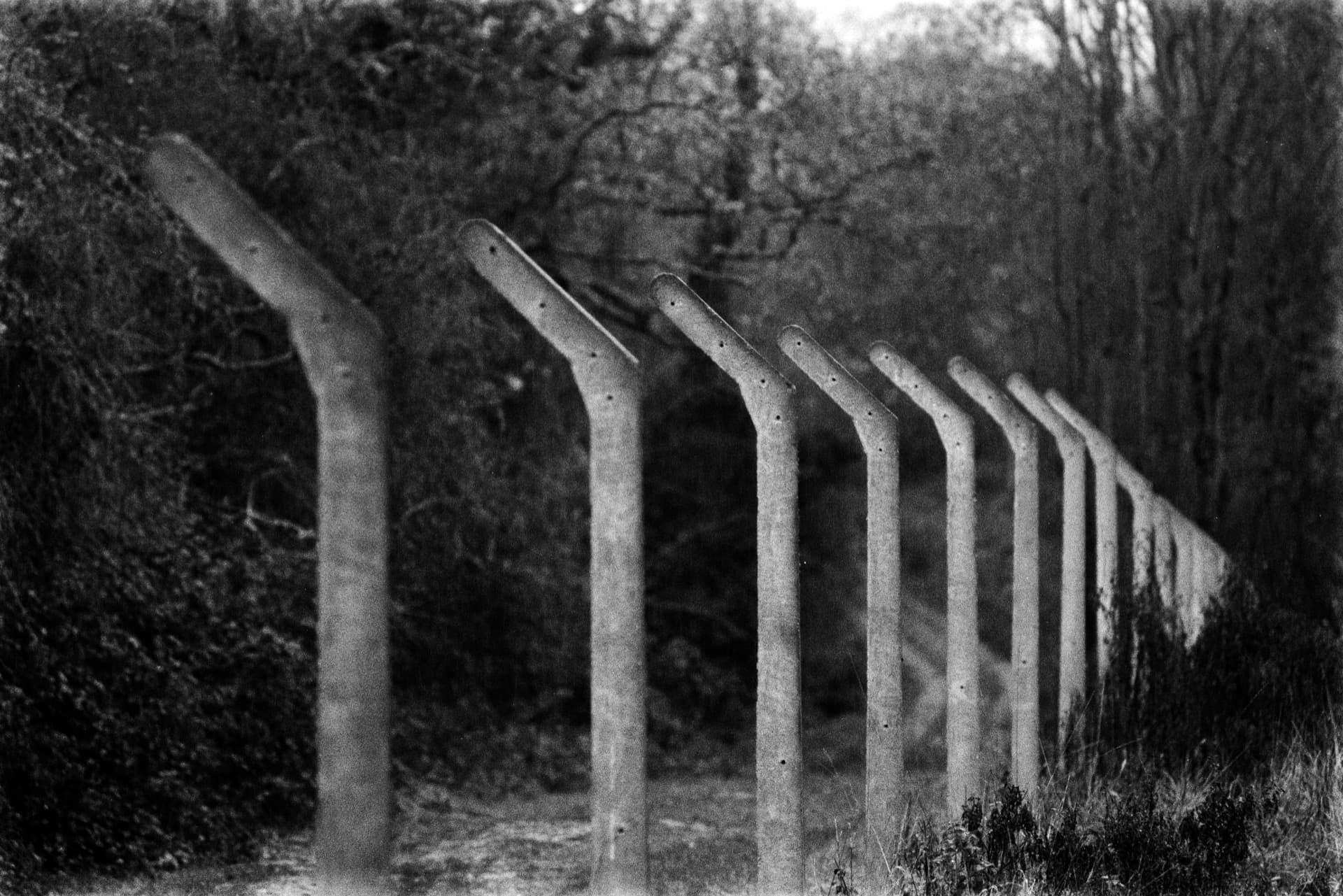 Row of curved concrete posts creating rhythmic pattern along woodland edge