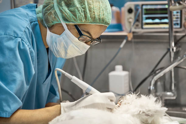 A veterinarian performing a dental repair of a dog after getting a chipped tooth