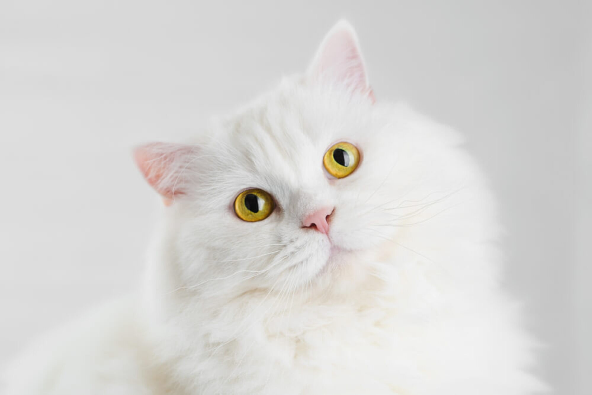 Close-up look of a fluffy white cat with golden eyes in a white background, captured for cute cat photos at Mahvin Photography.