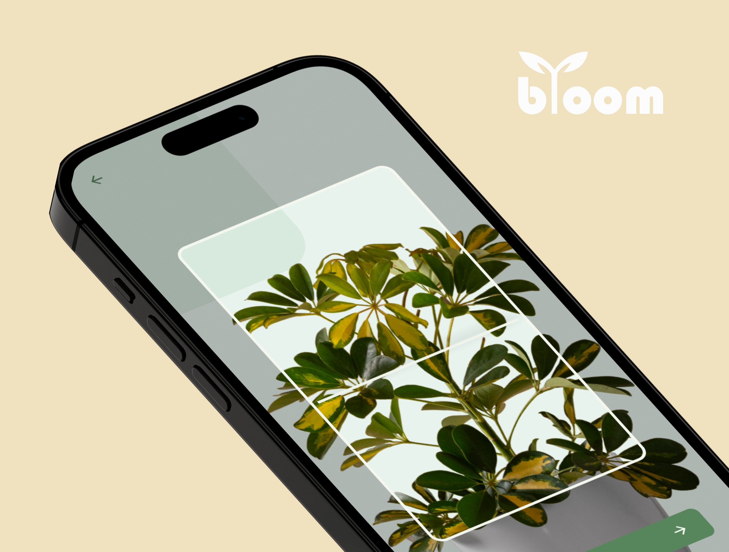 Plywood Artist Potrtfolio made in Framer