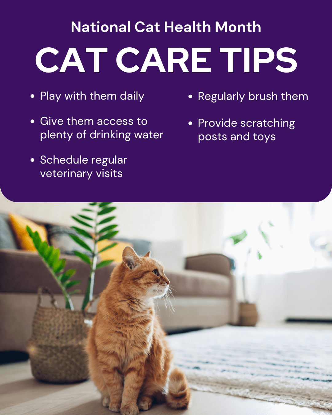National Cat Health Month