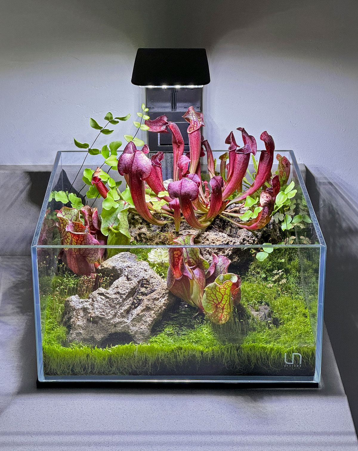 Understory | Custom Vivariums & Terrariums in Phoenix, AZ