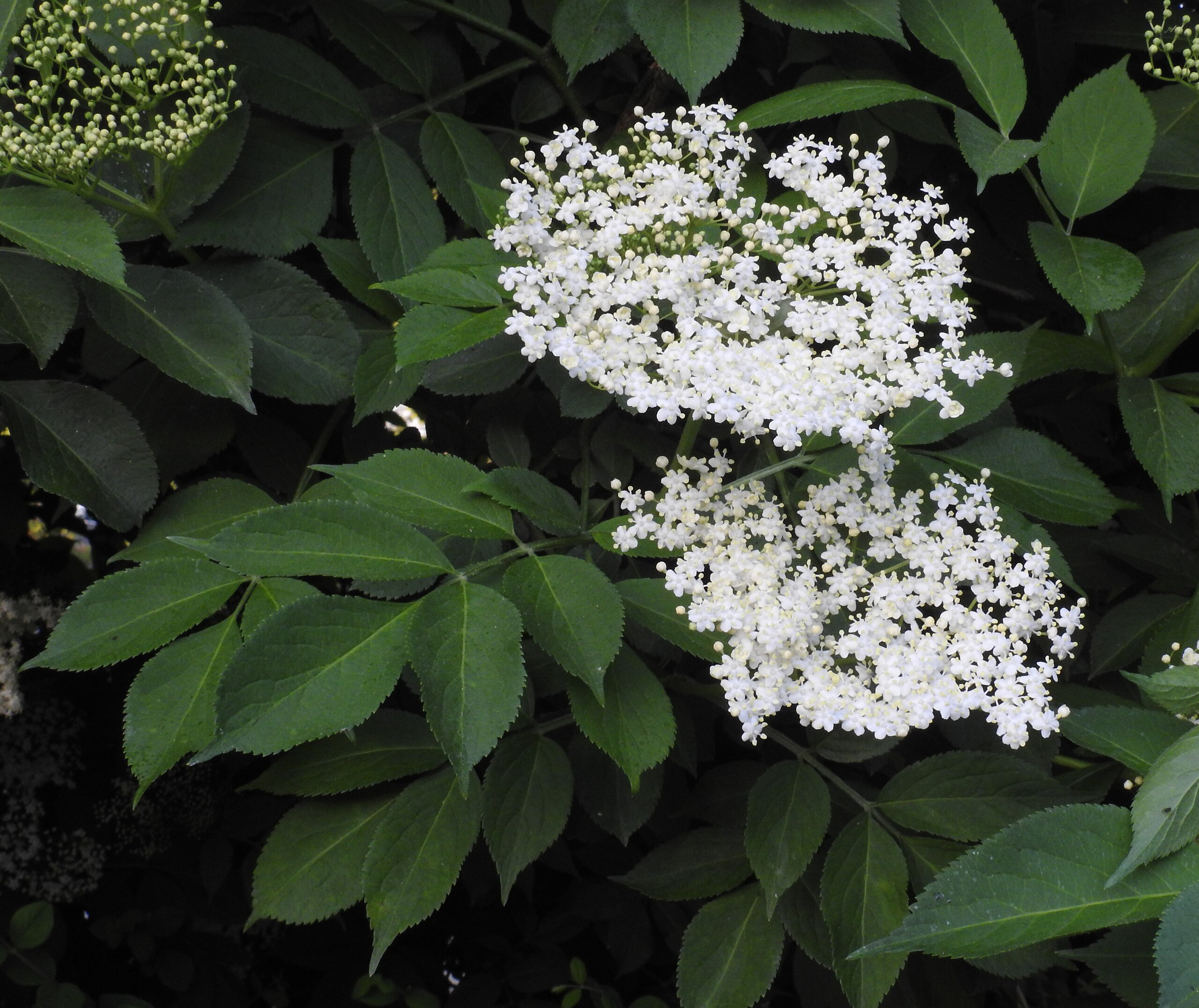 Sambucus Nigra photo