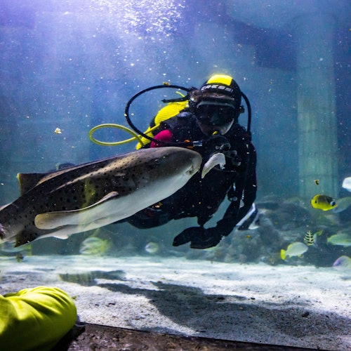 Zebra Shark Feeding