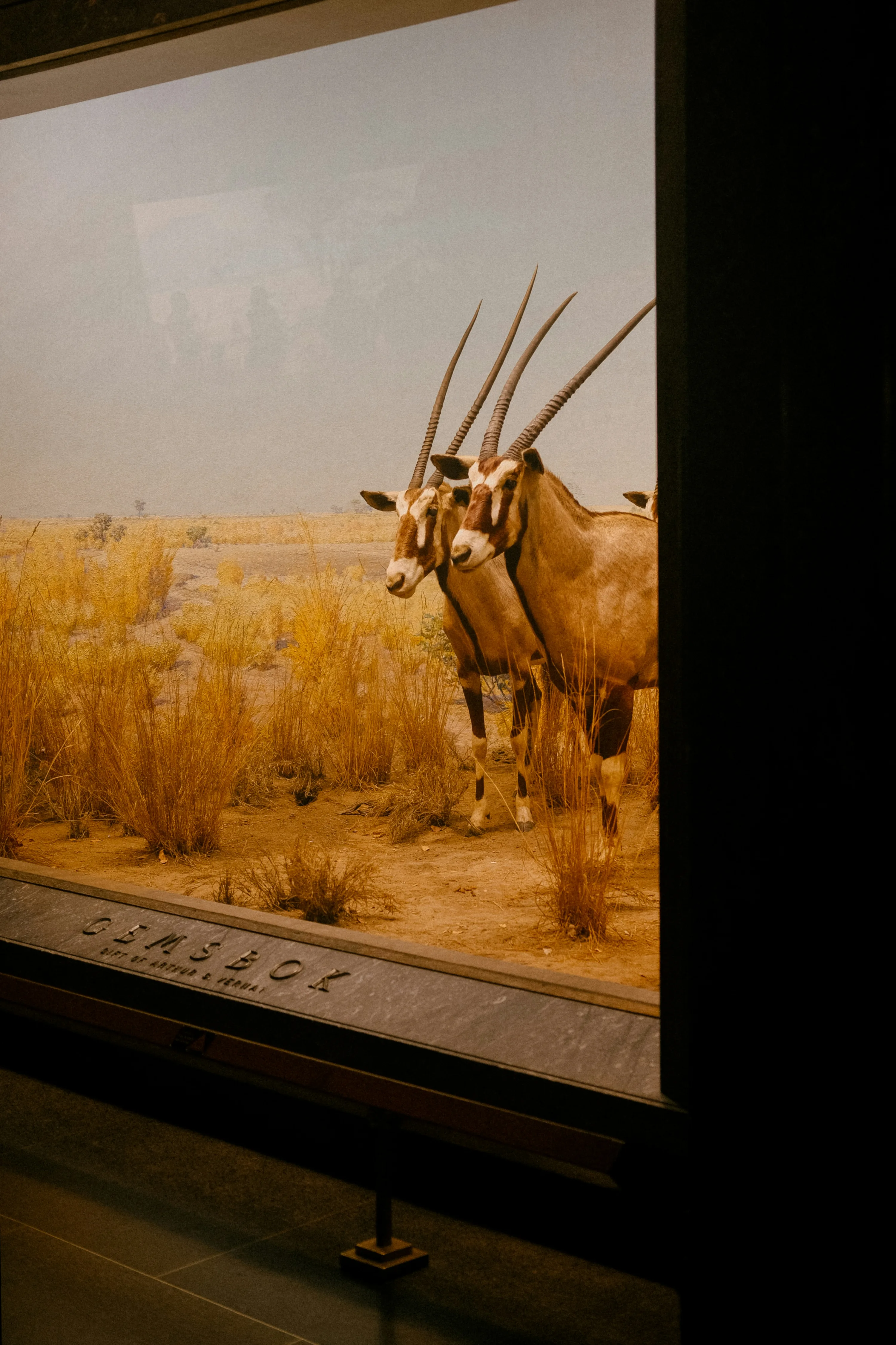 An immersive 3D diorama of longhorn sheep grazing in the grassland at the American Museum of Natural History. 