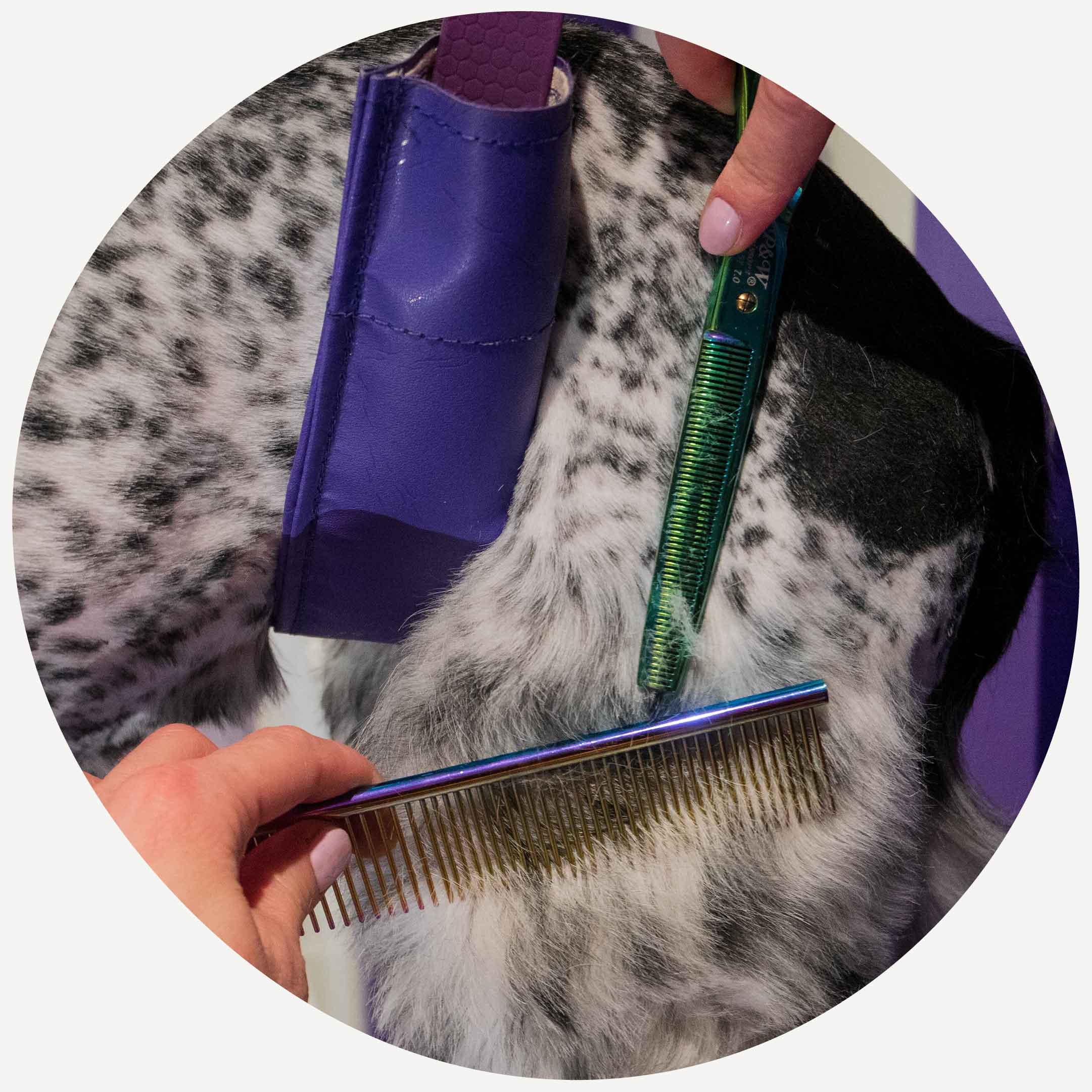 Buckinghamshire Dog Groomers & Doggy Daycare