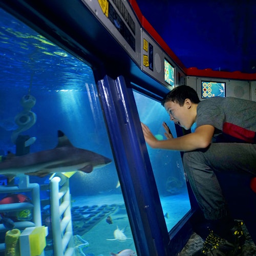 A child peers closely through a large aquarium window, observing a shark and other sea life inside the vividly lit underwater scene.
