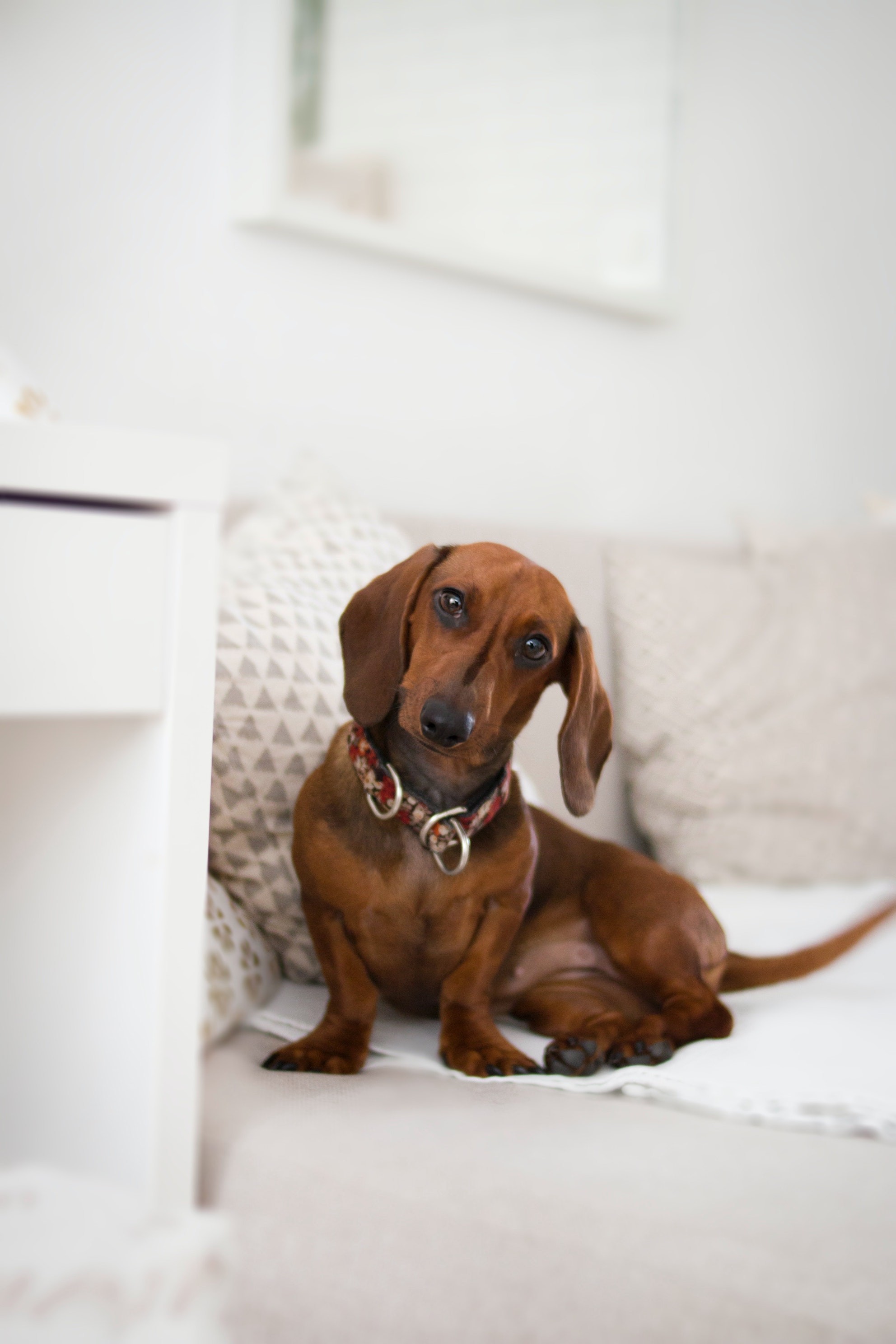 Dachshund Fetch Covers IVDD