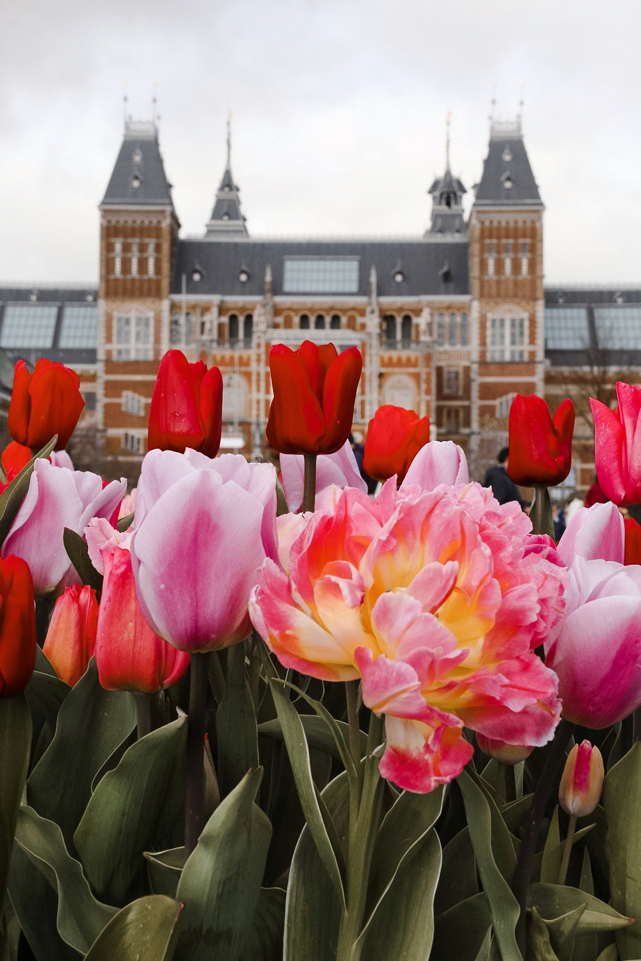 Fotografie van het Rijksmuseum in Amsterdam, met tulpen in volle bloei op de voorgrond, die het erfgoed en de natuurlijke schoonheid van Nederland combineren