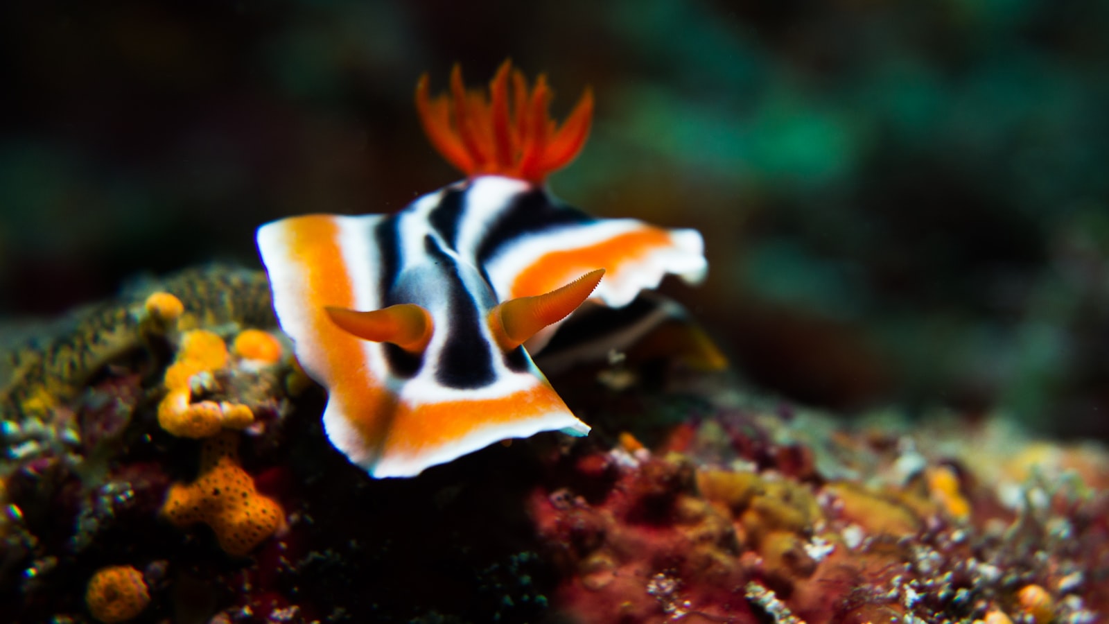 Chromodoris magnifica nudibranch crawling across the reef