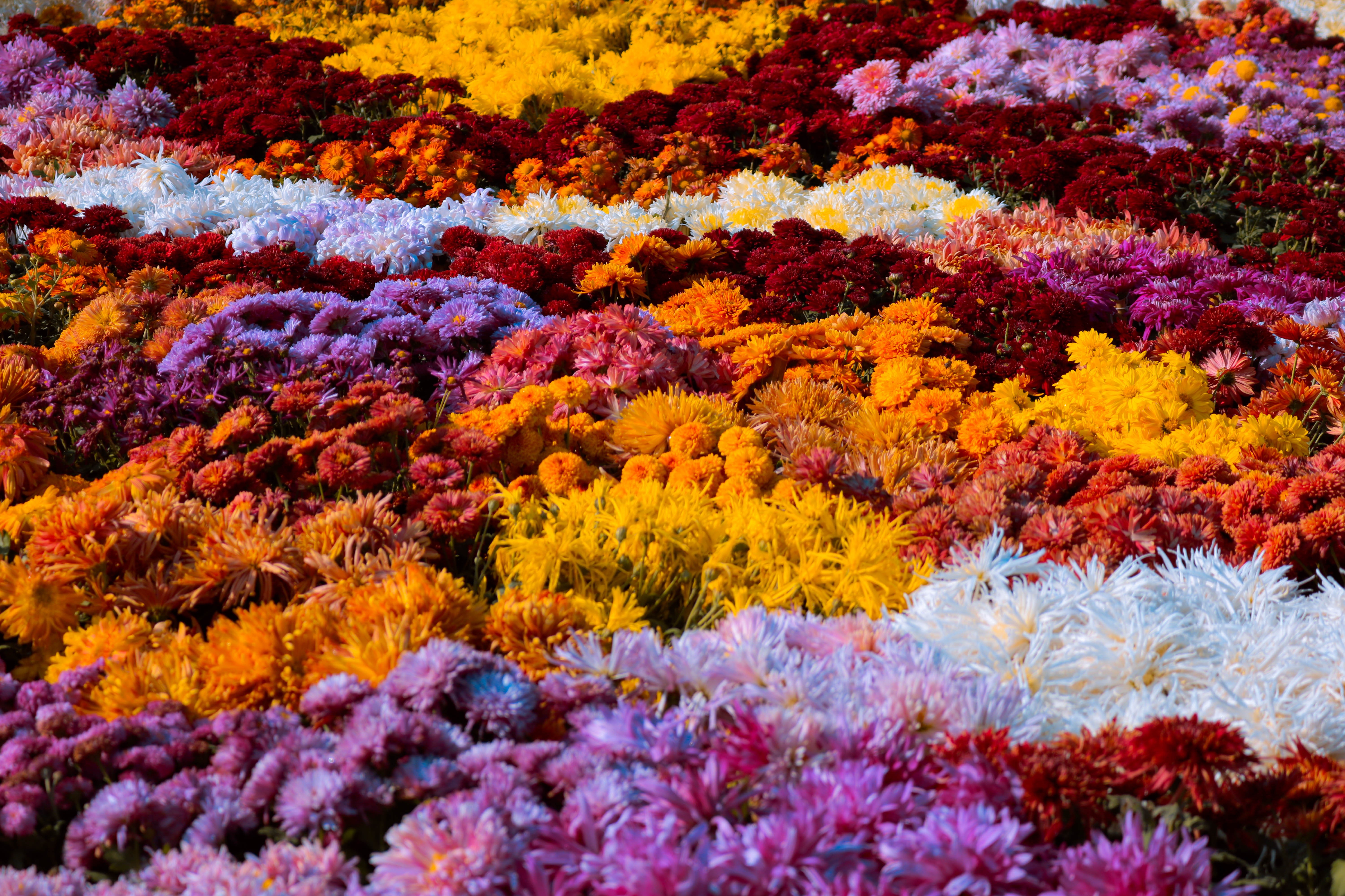 A vibrant pattern of colorful flowers in shades of purple, orange, and white arranged together.