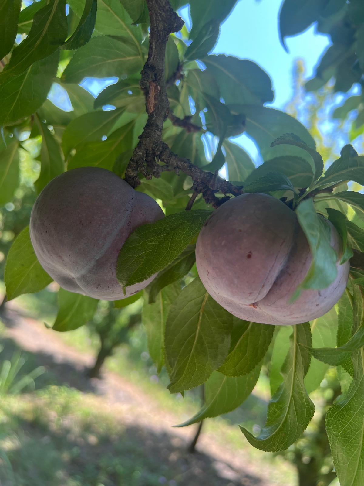 Dark plums with natural bloom, maximum freshness Greece.