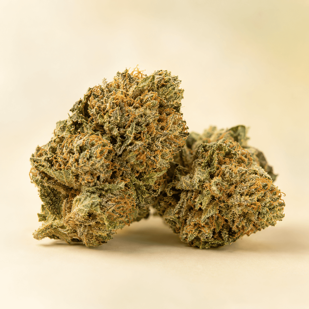 Cannabis flower buds on a warm neutral background
