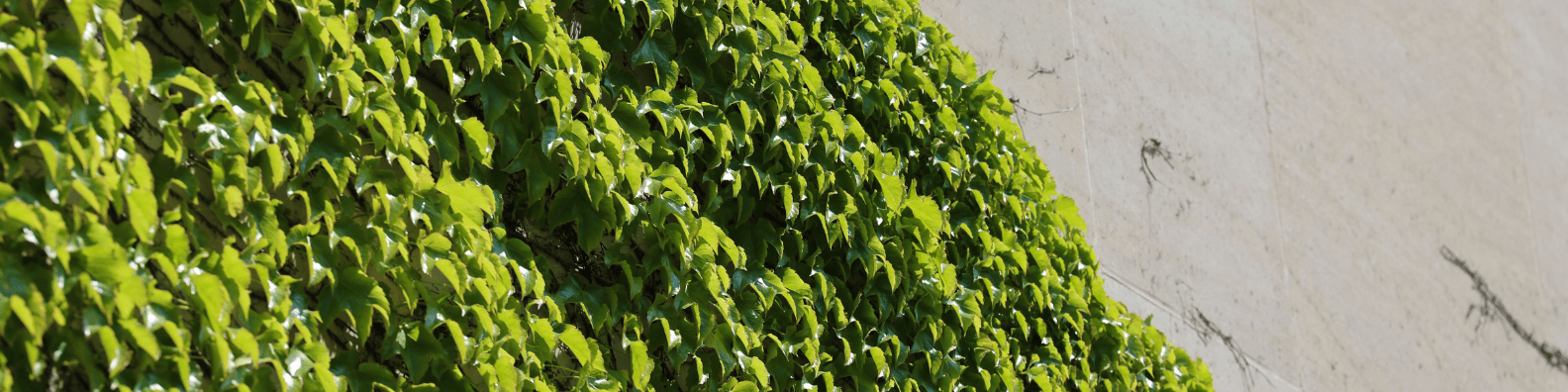 Ivy I at Northwestern University