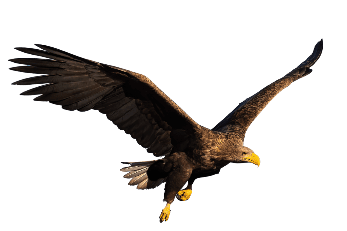 eagle flying