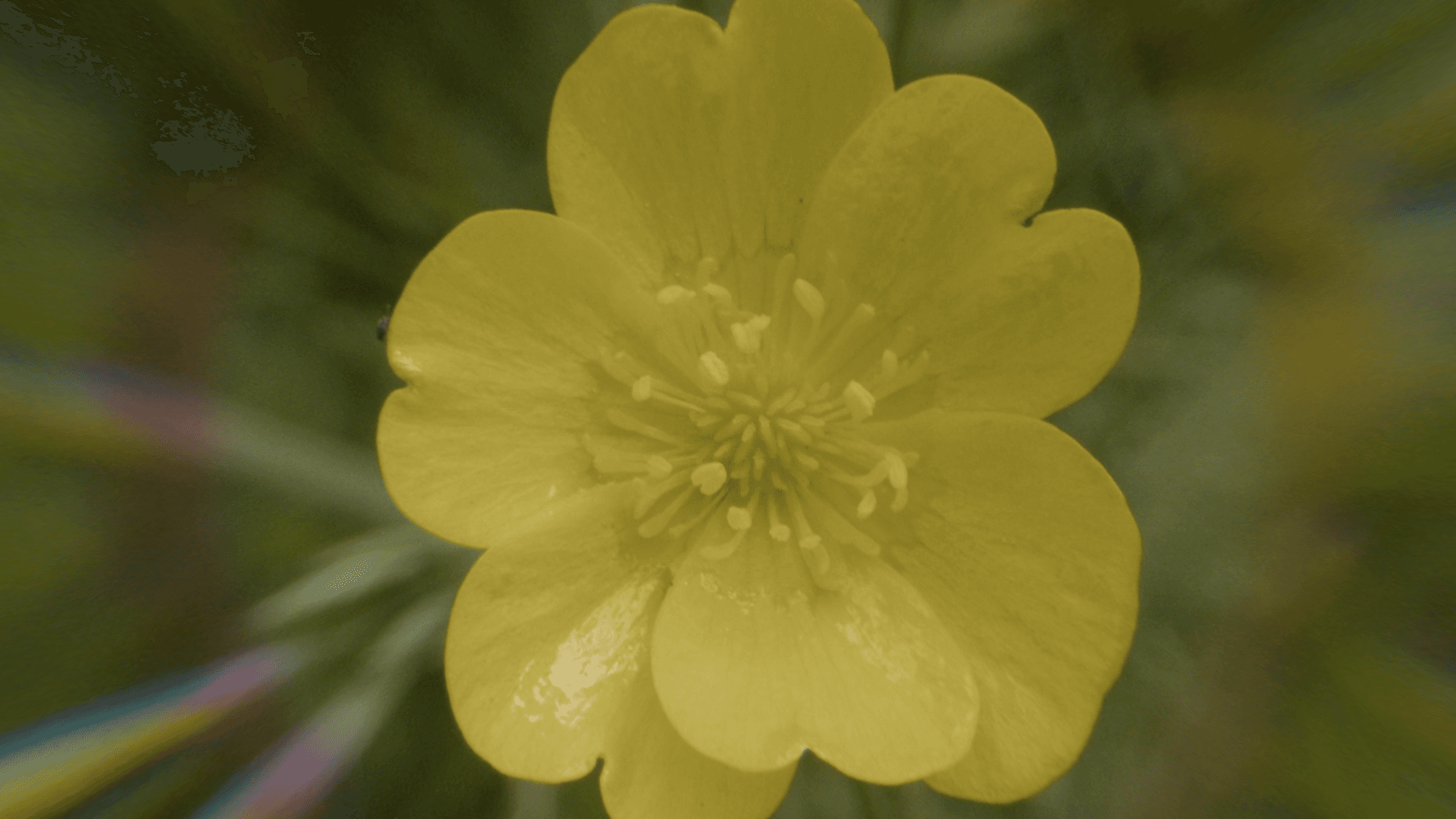 Woman Wearing Sunglasses