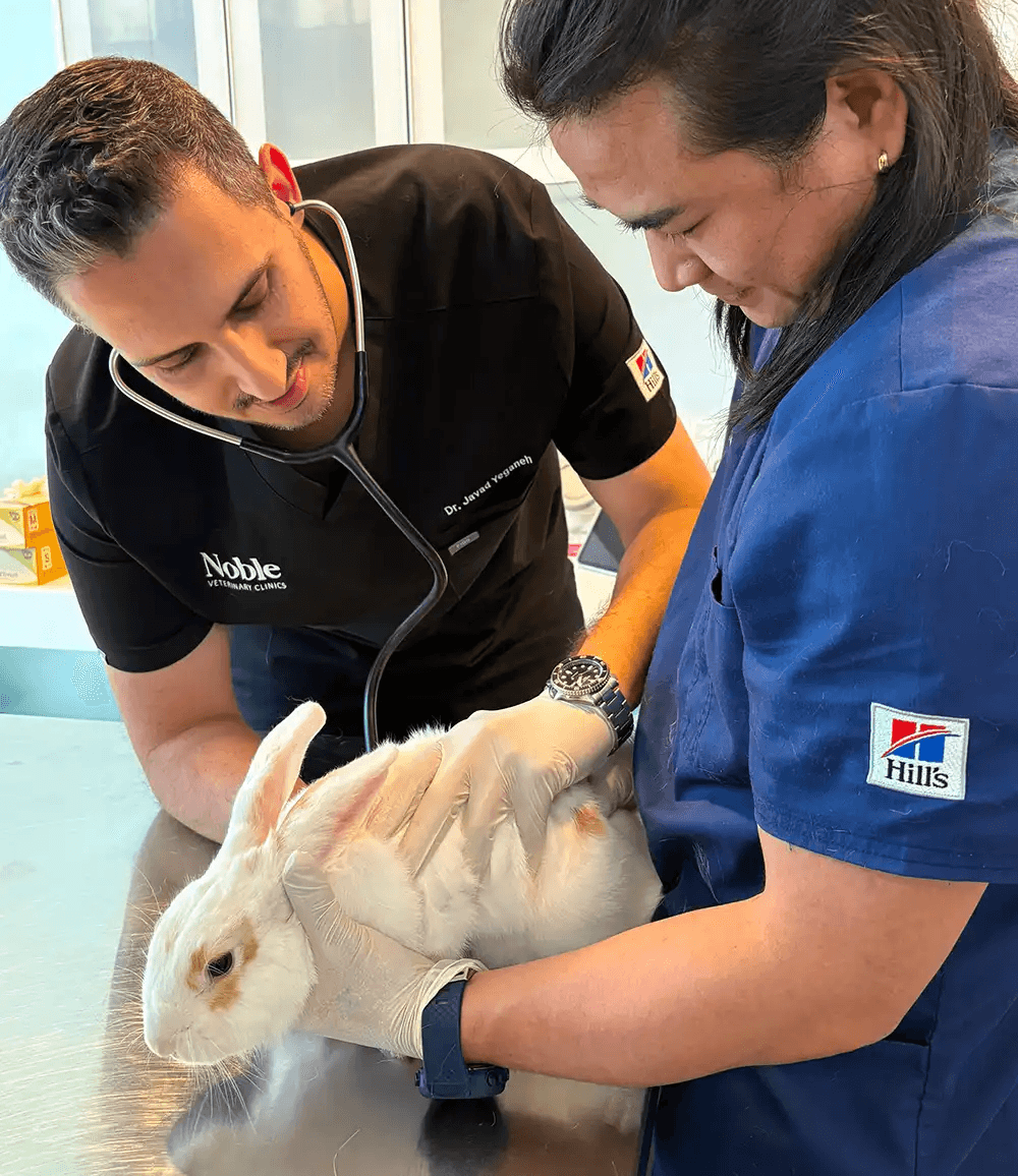 Dr. J. Yeganeh of Noble Veterinary Clinics examines a rabbit with a stethoscope alongside a vet nurse during a gentle check-up