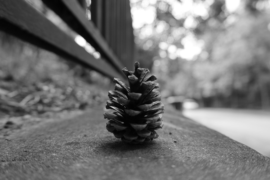 A pine cone that has fallen from a tree onto the concrete; a black-and-white photograph.