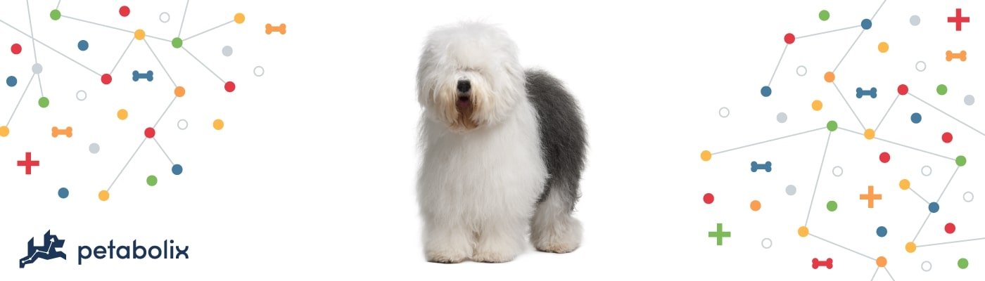 Old English Sheepdog image