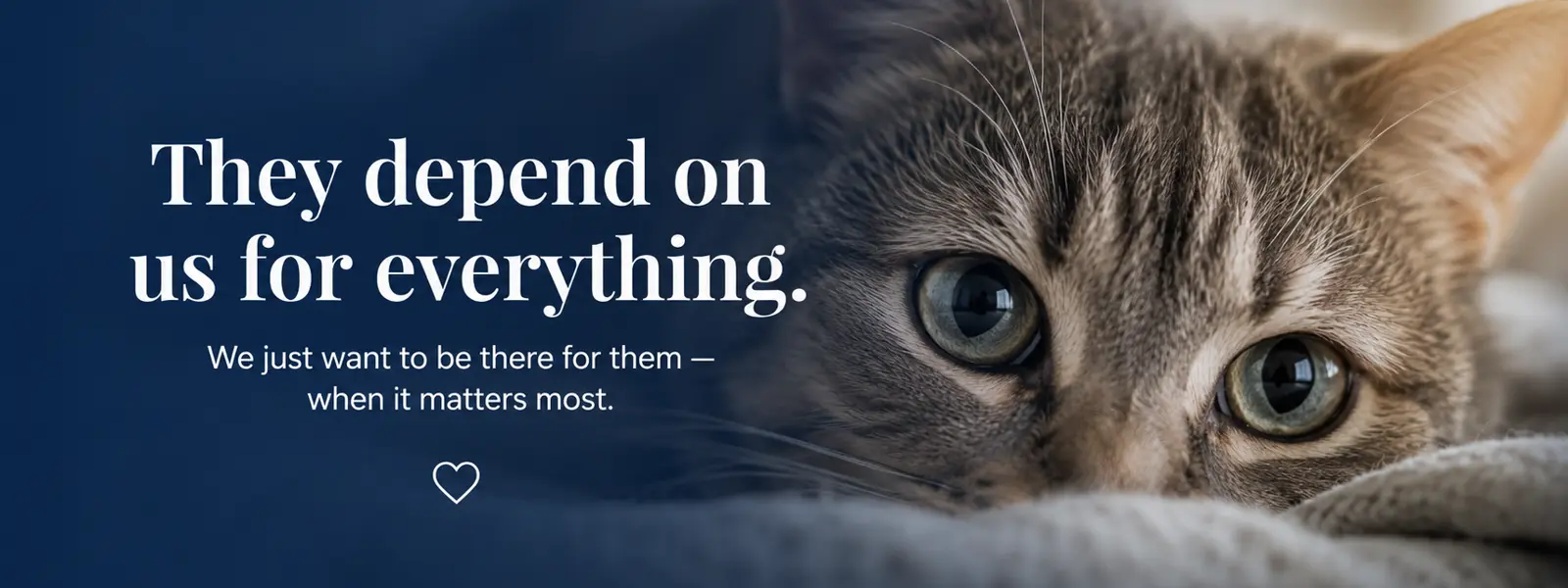 our pets depends on us for everything