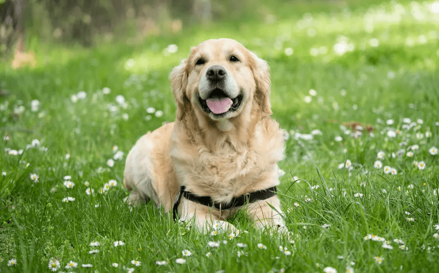 Glücklicher Labrador auf Blumenwiese