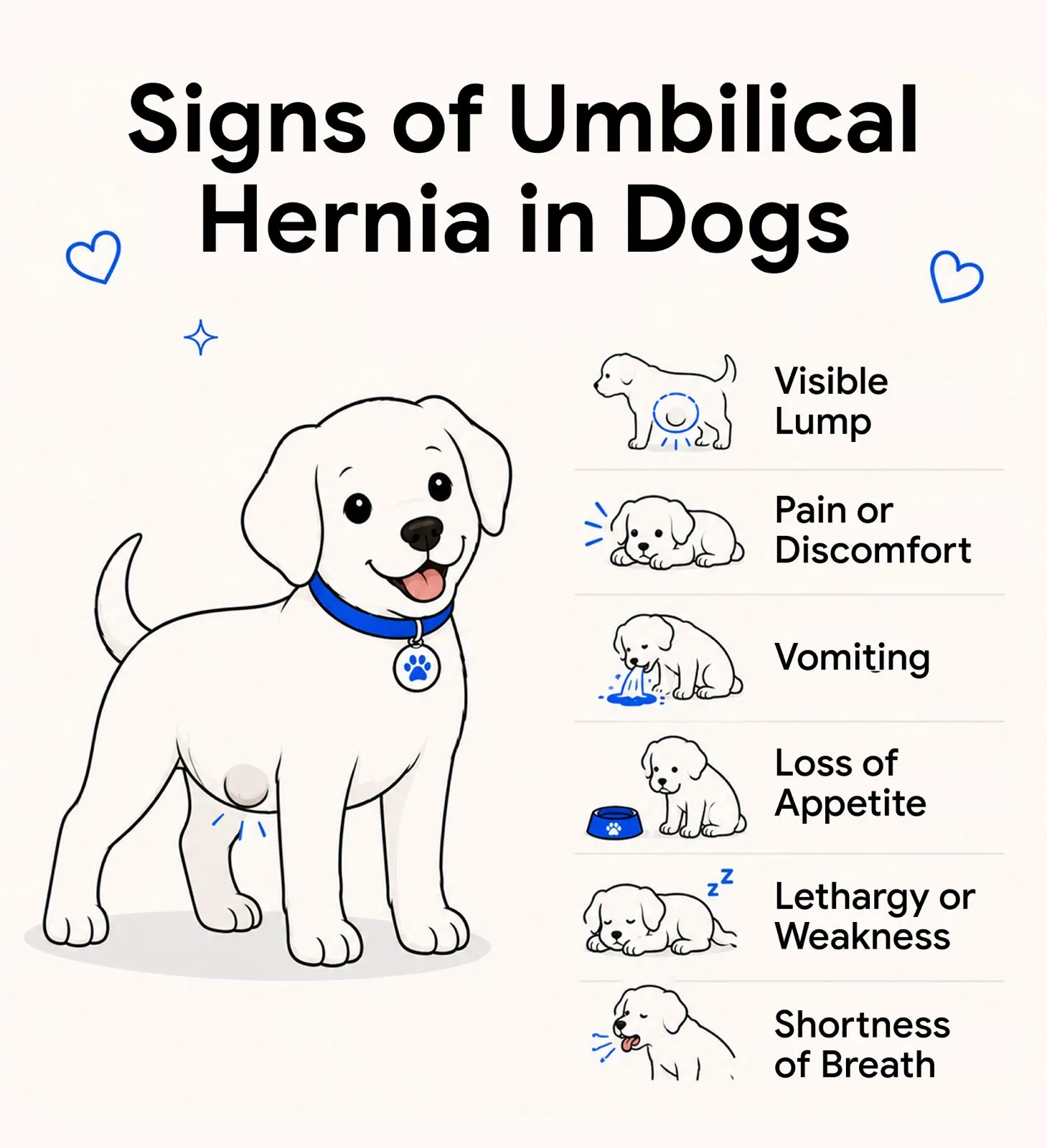 An infographic showing the signs of umbilical hernia in dogs.