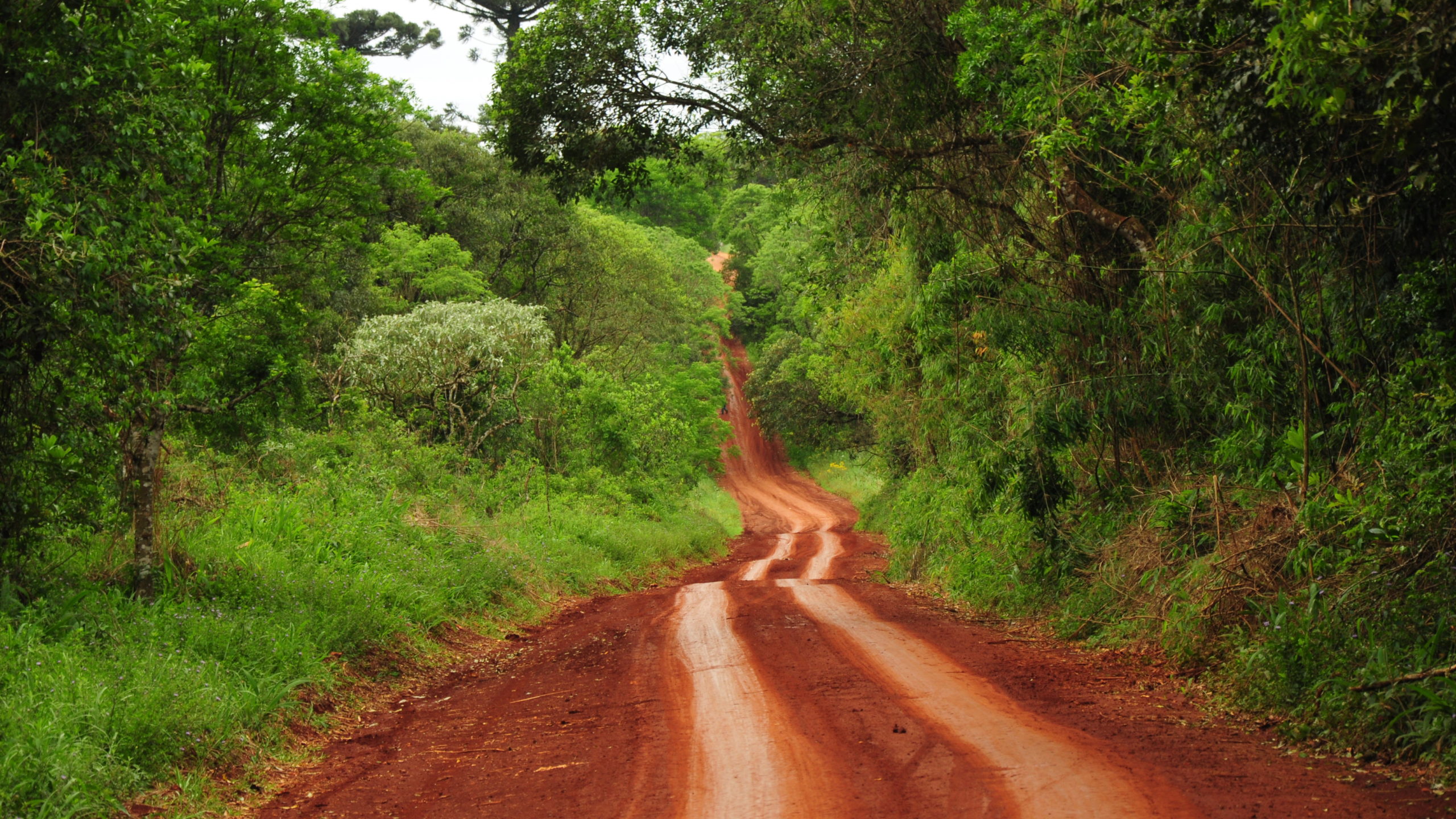 camino de tierra roja