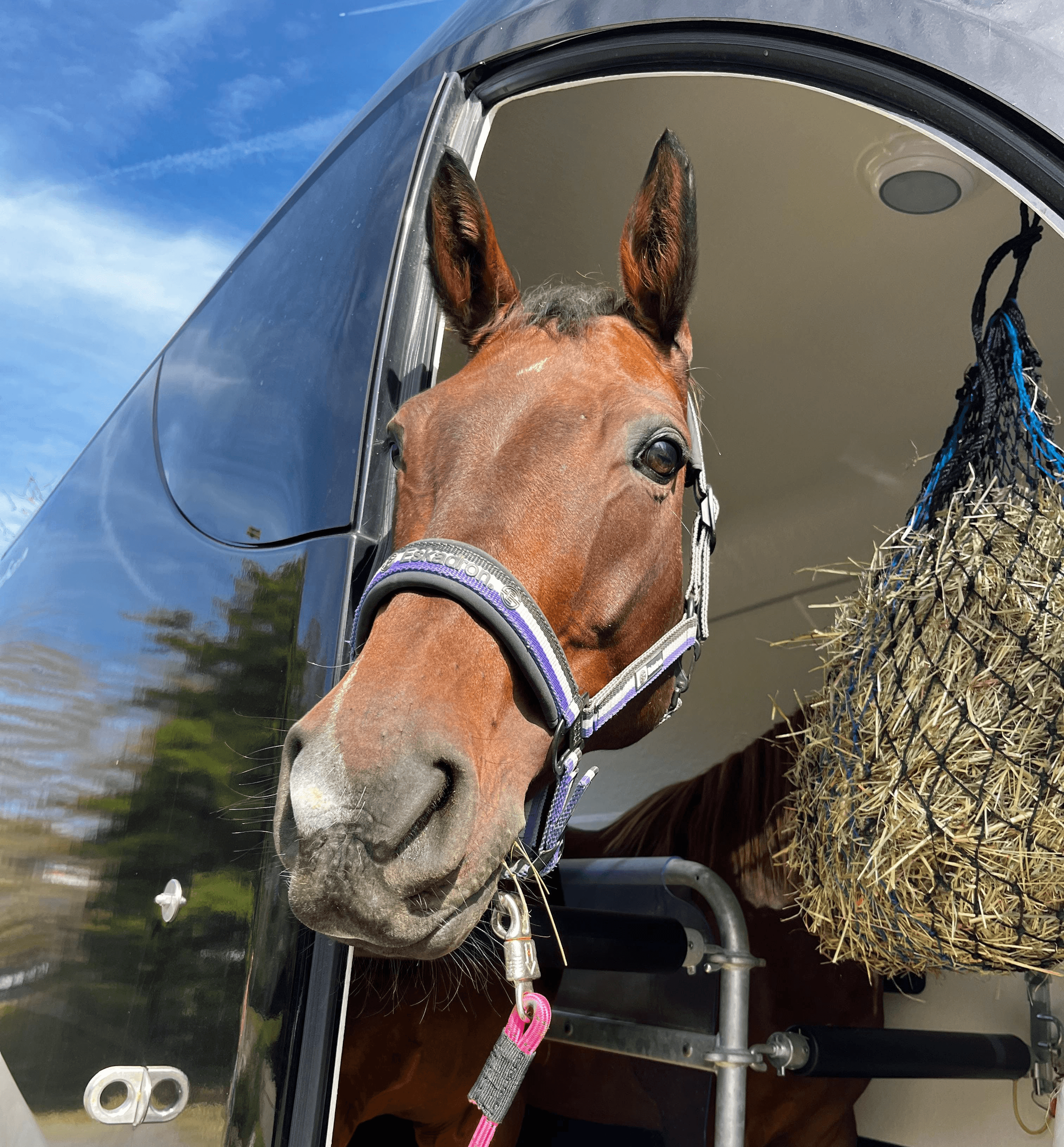 Mona und ihre Pferde mit Pferdeerfahrung für deinen Pferdetransport