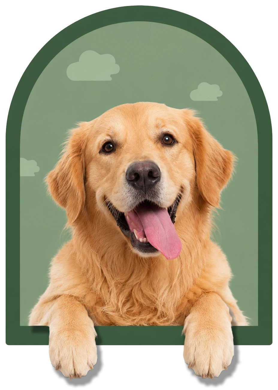 happy dog sticking its toungue out