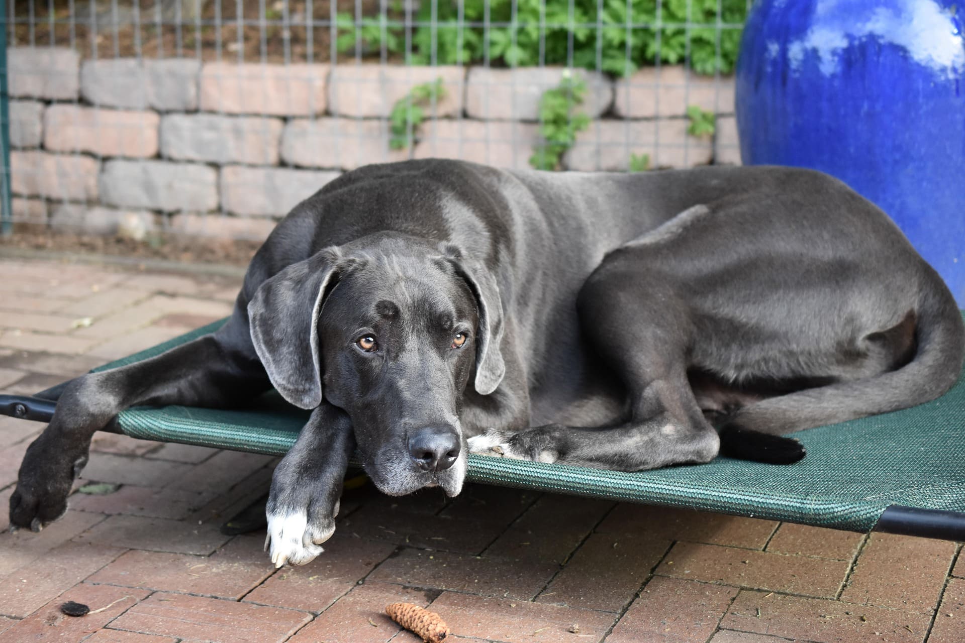 A Great Dane is lying on an outdoor bed and relaxing outside.
