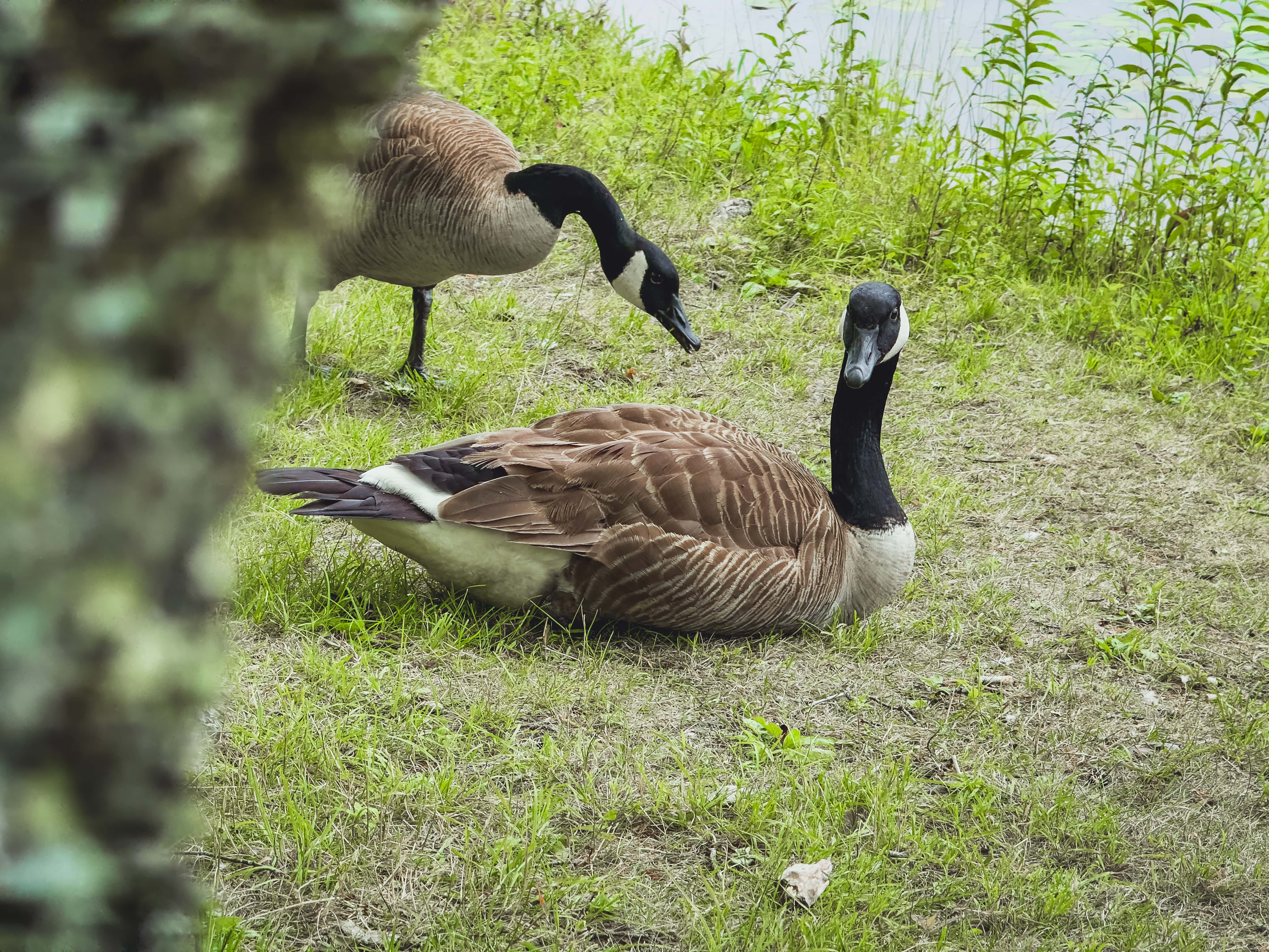 Canada Goose