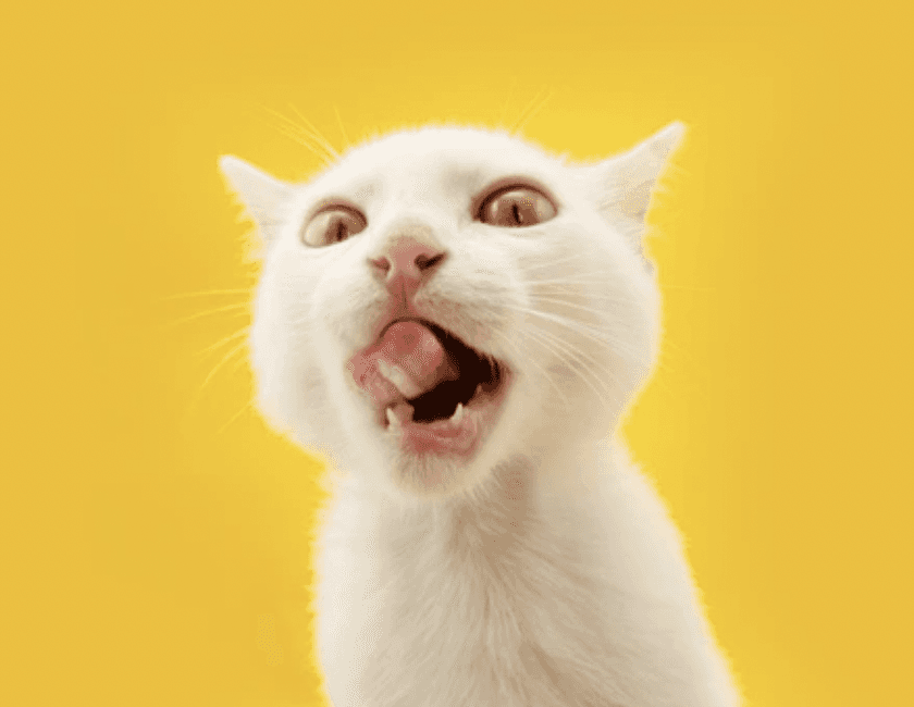 goofy puppy peeking through a paper hole