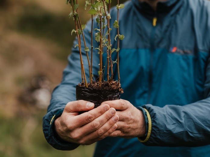 A person holding a bundle of young tree saplings ready for planting.