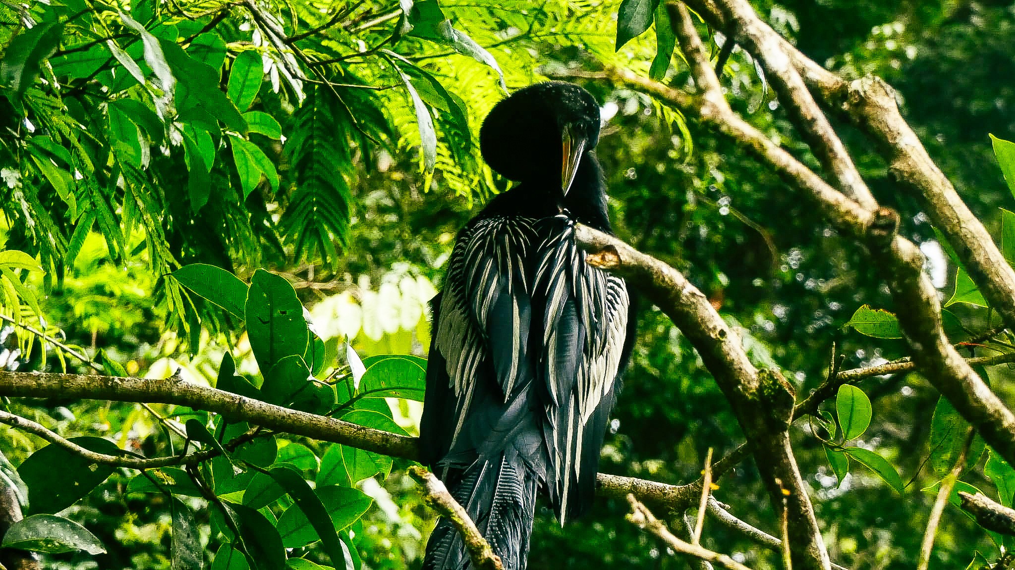 silhouette of trees near Aurora Borealis at night