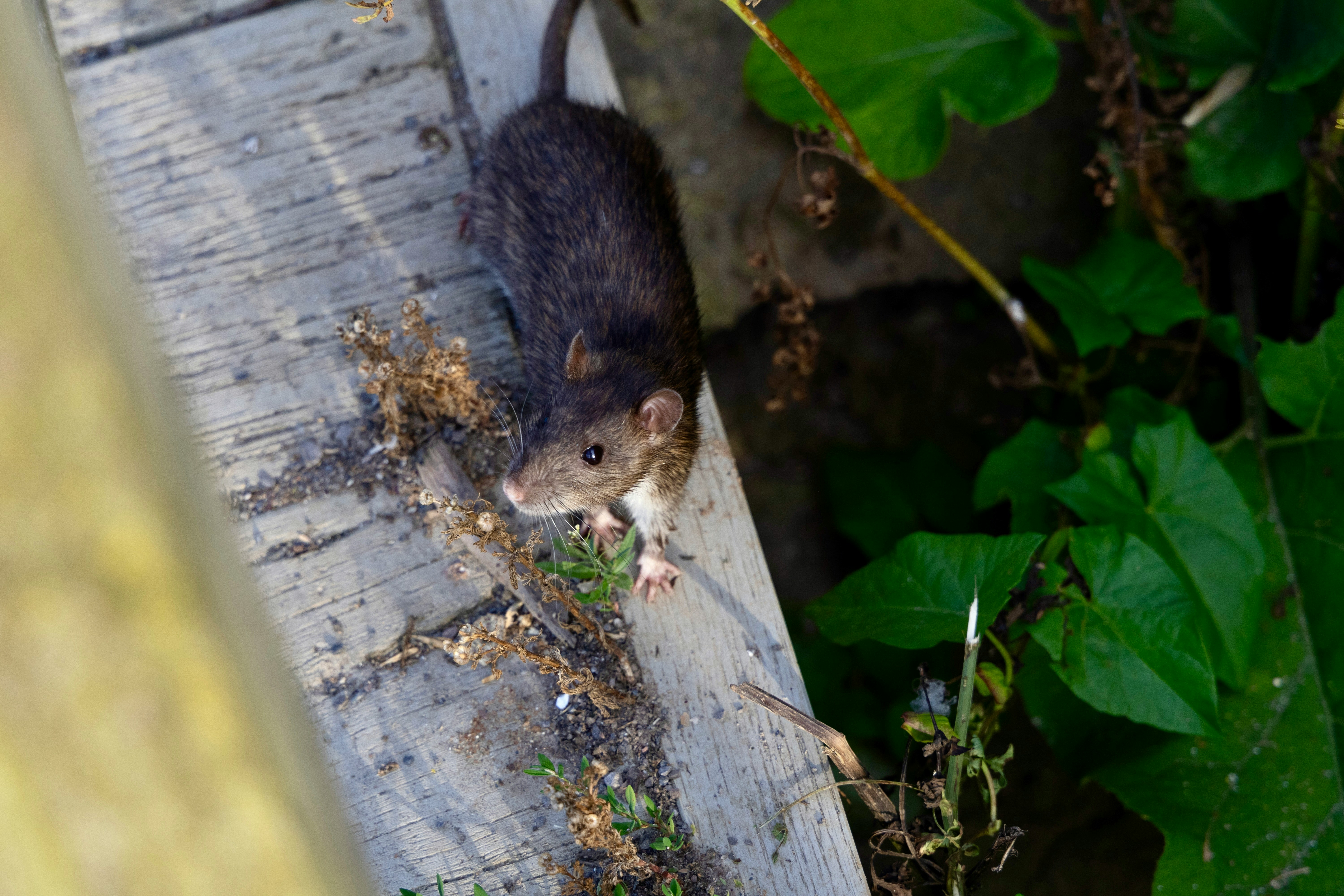 Dead rodent removal service, Central Coast NSW