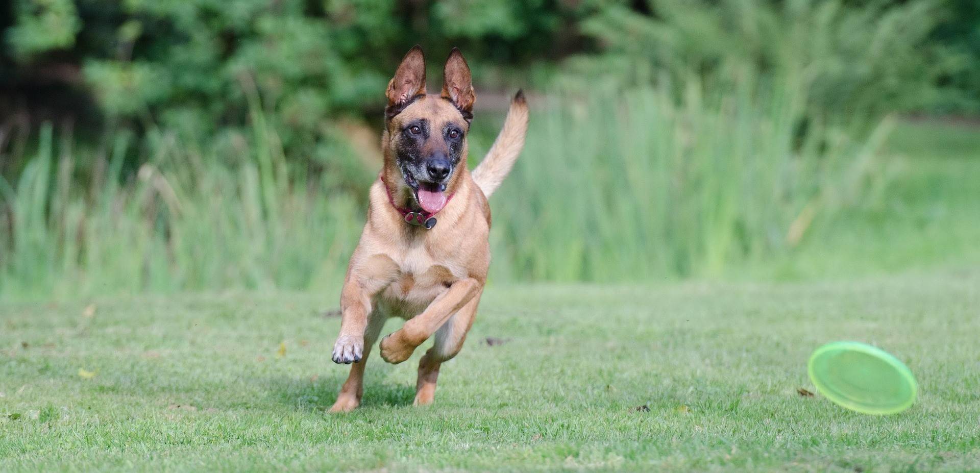 Belgian Malinois Diet and Nutrition